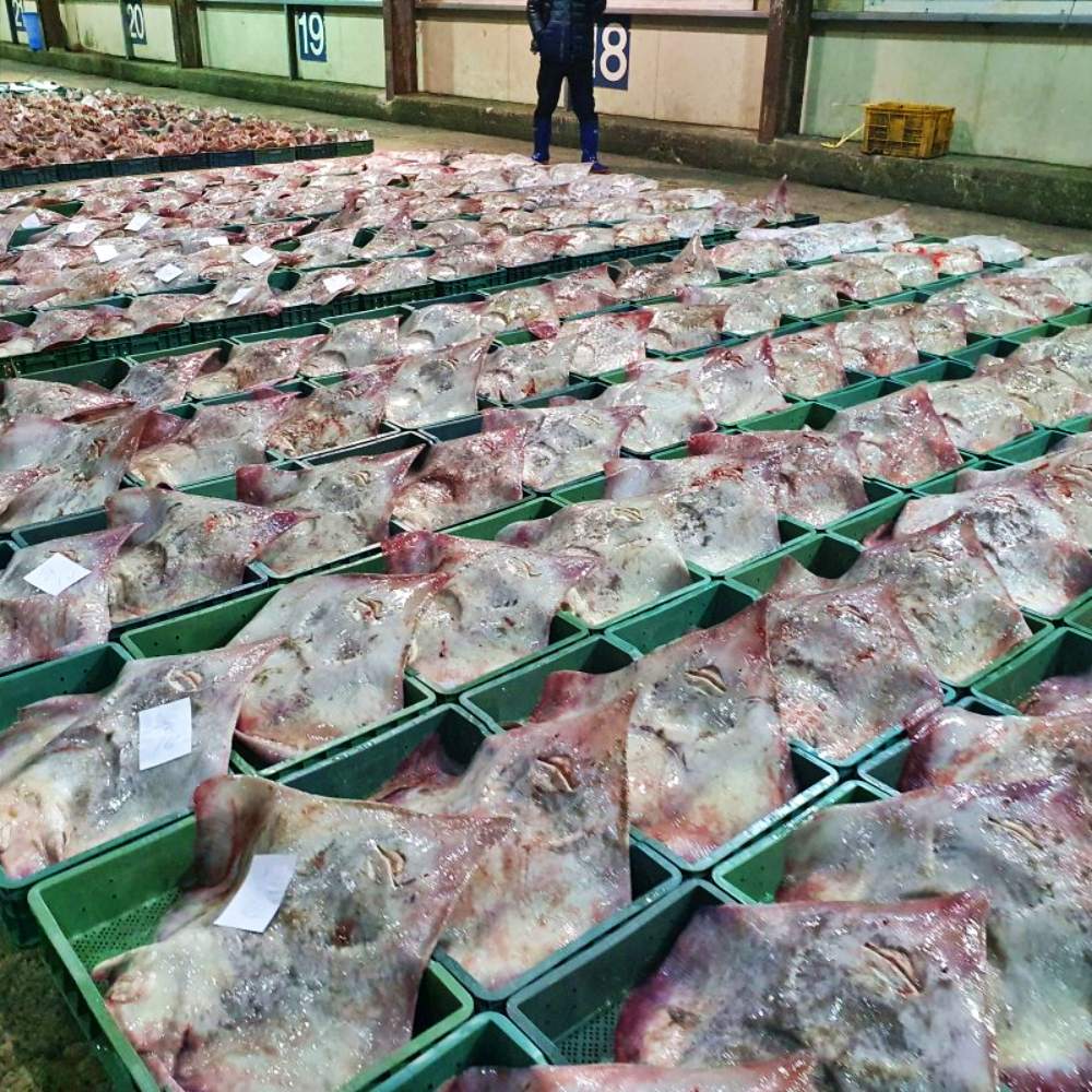 국산 홍어 목포 흑산도 삭힌 참홍어 삼합 홍어애 1kg 500g - 상세 이미지 5
