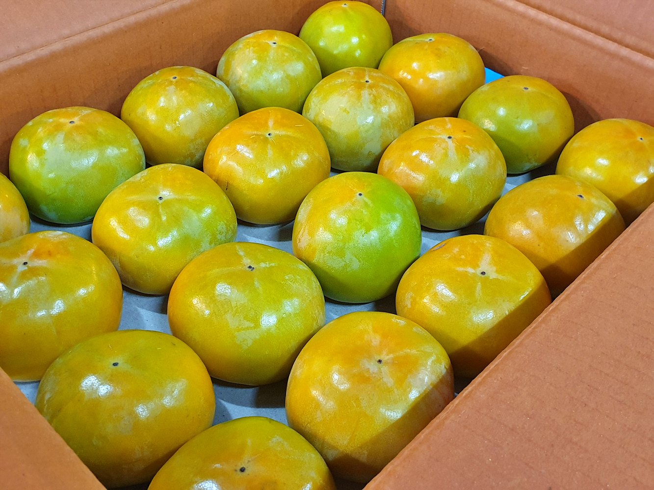 창원단감 차량 부유 단감 5kg 10kg 소과 중소과 중과 중대과 대과 가정용 - 상세 이미지 4