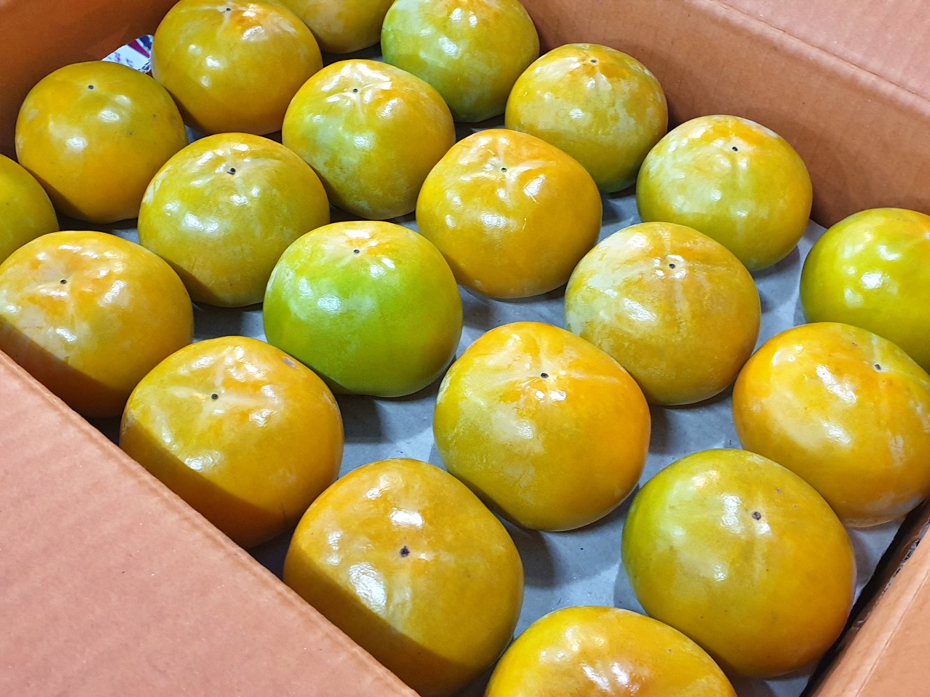 창원단감 차량 부유 단감 5kg 10kg 소과 중소과 중과 중대과 대과 가정용 - 상세 이미지 5