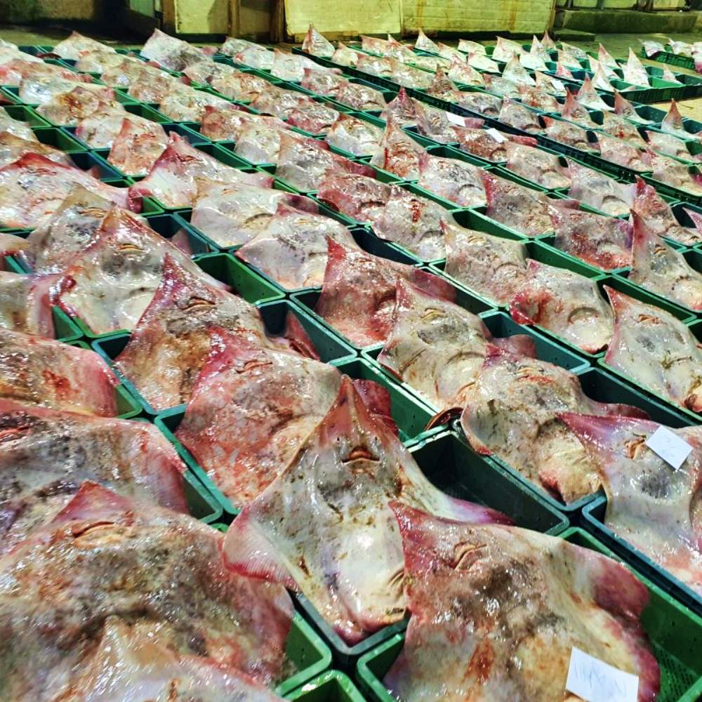 국산 홍어 목포 흑산도 삭힌 참홍어 삼합 홍어애 1kg 500g - 상세 이미지 3