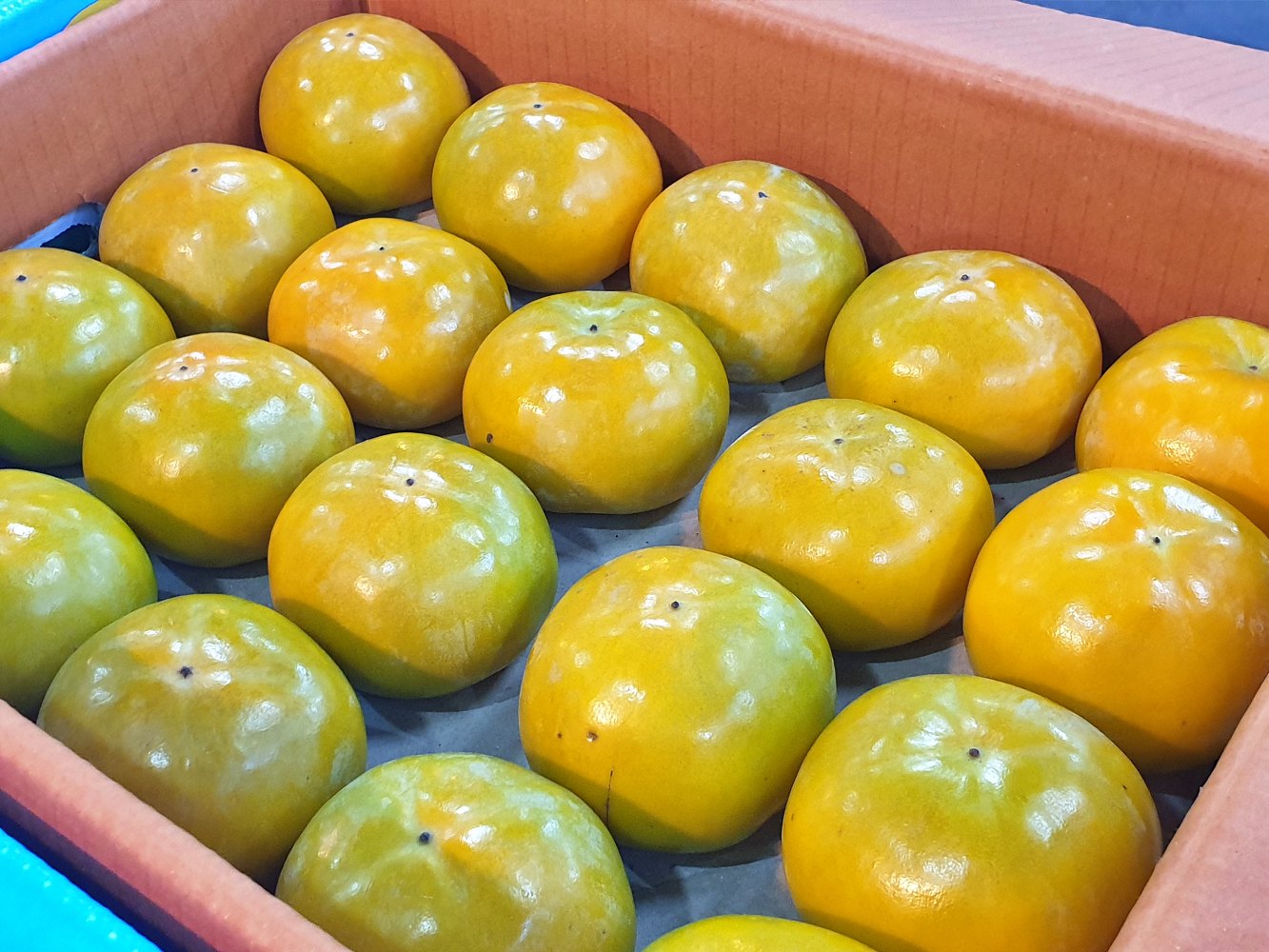 창원단감 차량 부유 단감 5kg 10kg 소과 중소과 중과 중대과 대과 가정용 - 상세 이미지 2