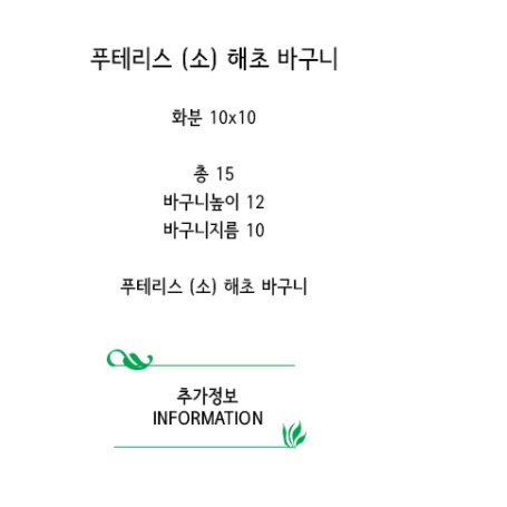 거실화초 행잉플랜트 푸테리스 벽걸이 공중식물 집에서 키우기쉬운실내공기정화 식물 화장실 - 상세 이미지 3