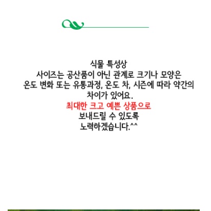 거실화초 행잉플랜트 푸테리스 벽걸이 공중식물 집에서 키우기쉬운실내공기정화 식물 화장실 - 상세 이미지 2