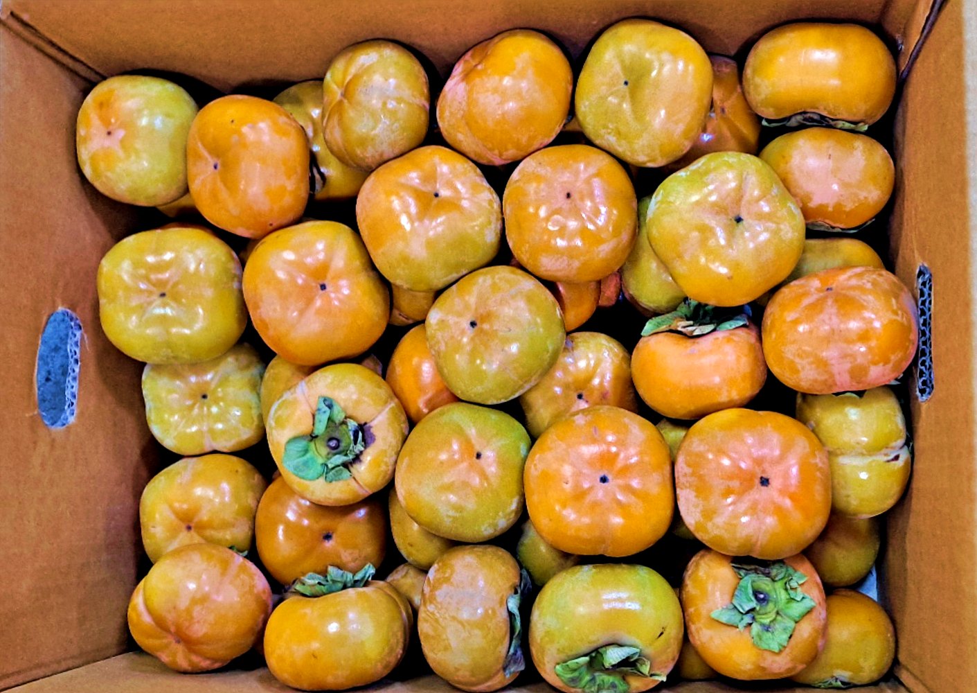부유단감 창원단감 10kg 5kg 소과 중소과 중대과 대과 가정용 특품 - 상세 이미지 4