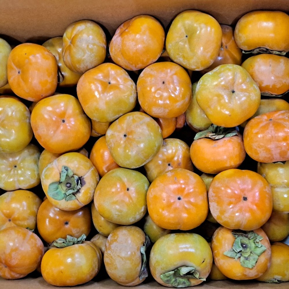 부유단감 창원단감 10kg 5kg 소과 중소과 중대과 대과 가정용 특품 - 상세 이미지 2