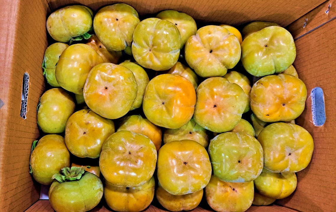 부유단감 창원단감 10kg 5kg 소과 중소과 중대과 대과 가정용 특품 - 상세 이미지 3