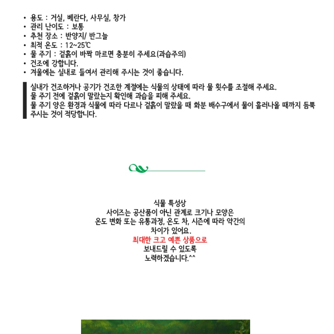 거실화초 무늬산호수 현관에두면 좋은식물 가정에서 키우기 쉬운실내공기정화식물 아파트 베란다