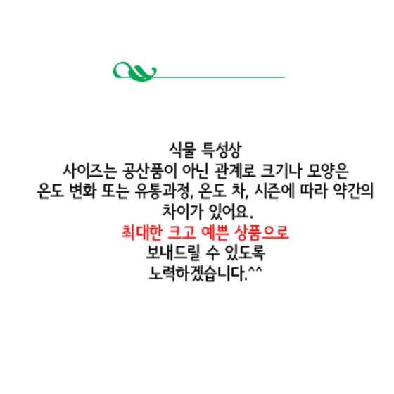 거실화초 무늬산호수 현관에두면 좋은식물 가정에서 키우기 쉬운실내공기정화식물 아파트 베란다
