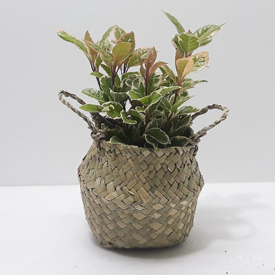 거실화초 무늬산호수 현관에두면 좋은식물 가정에서 키우기 쉬운실내공기정화식물 아파트 베란다