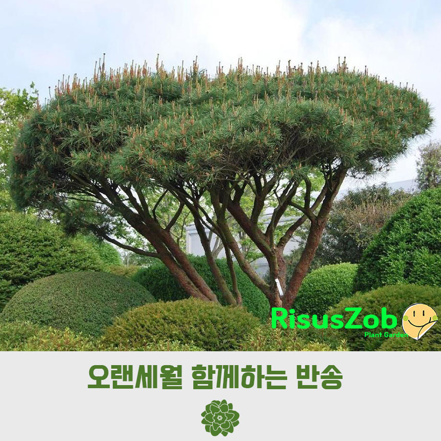 반송 반송나무 반송묘목 둥근소나무 반송분 H0.5 전후 : 묘목,조경,인테리어 - 심폴