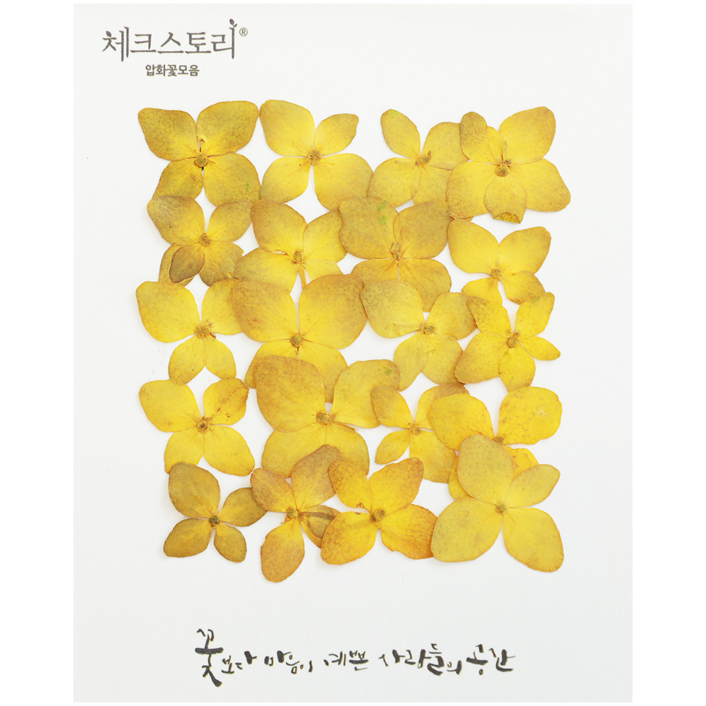 압화꽃송이 수국압화 수국꽃 - 빈티지옐로우(염색) 노란색 - 상품 이미지