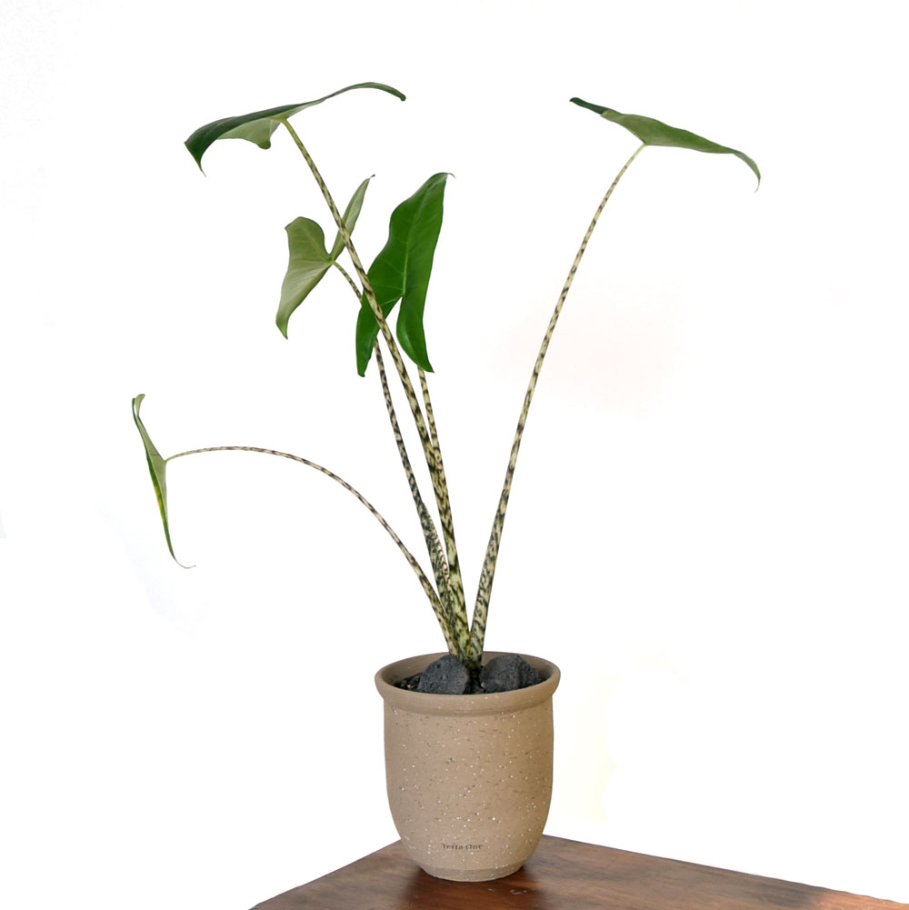 베하몰 테라원 프리미엄 수제토분 N107 15x16cm 에단그레이 트럼펫 - 상품 이미지