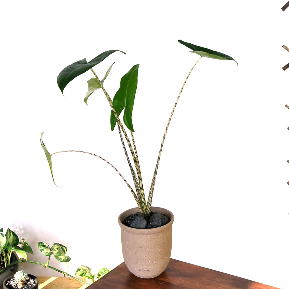 베하몰 테라원 프리미엄 수제토분 N107 15x16cm 에단그레이 트럼펫 - 상세 이미지 3