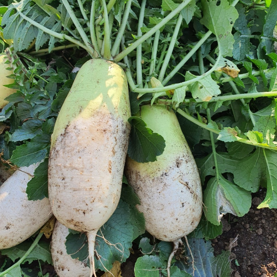 제주 월동 햇 무 겨울 무우 5kg 산지 농장 직송 - 상품 이미지
