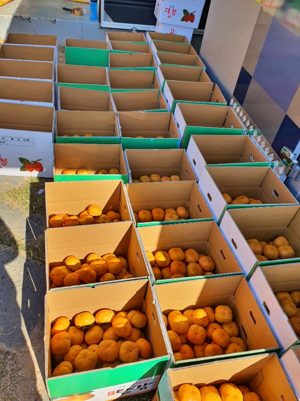 단감 상서 차량 부유 5kg 10kg 소과 로얄과 가정용 실속형 - 상세 이미지 5