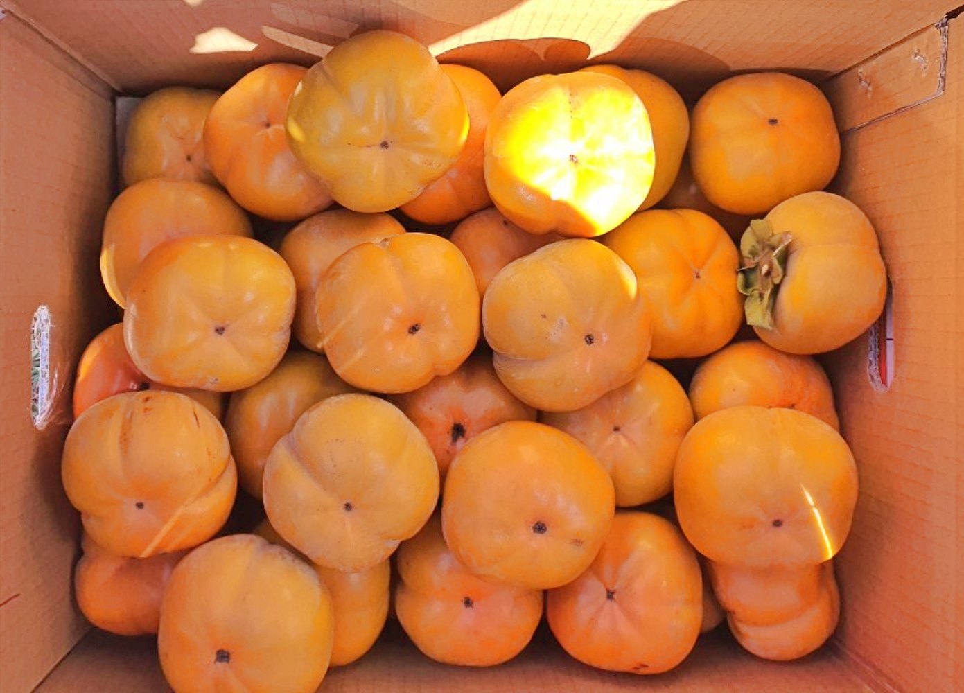 부유단감 2kg 3kg 5kg 중소과 중대과 - 상세 이미지 5