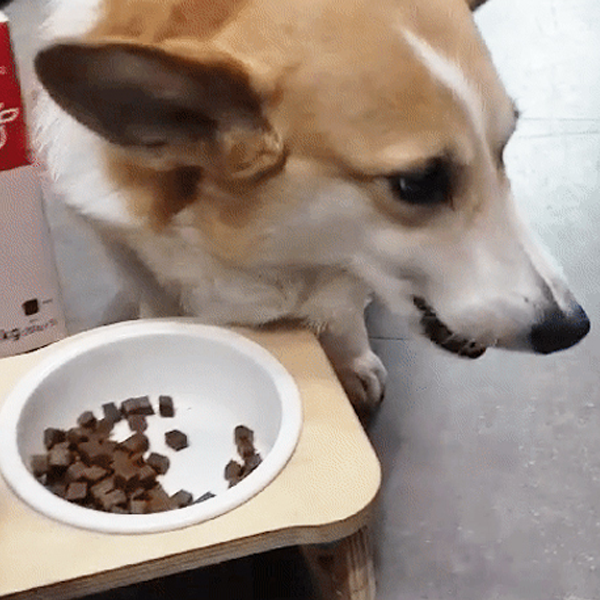 더텐 소프트 비프&조인트 케어 1kg 강아지 반건조 가수분해 저알러지 사료