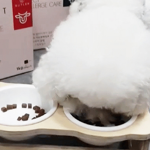 더텐 소프트 비프&조인트 케어 1kg 강아지 반건조 가수분해 저알러지 사료