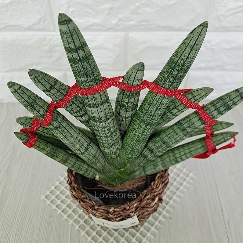 실내 화분 거실 식물 거실 화초 겨울 카페 화분 나무