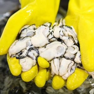 통영 생굴 500g 굴 석화 하프셀 제철 통영굴 제철 캠핑음식 맛있게 먹은 솔직 후기 - 상품 이미지 4