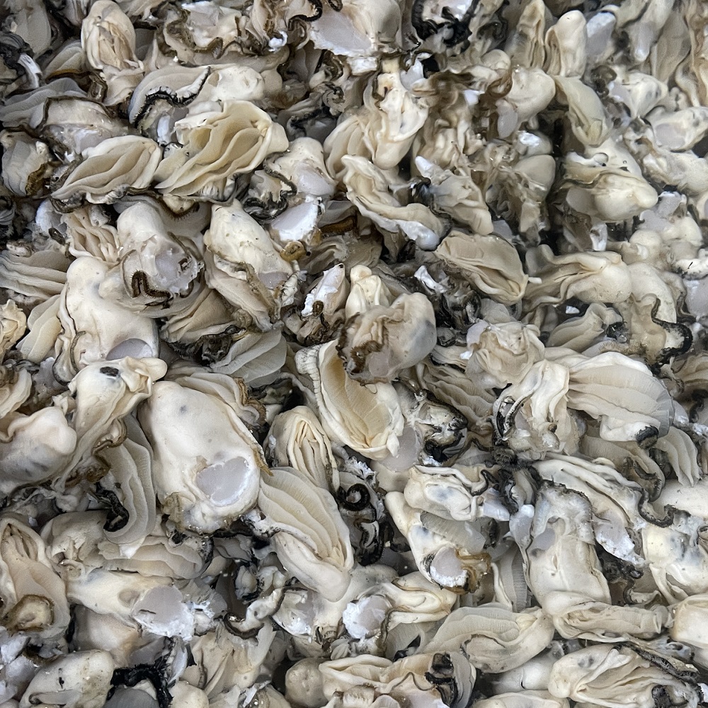 생글생굴 통영 생굴 제철 굴 1kg 하프셀 석화 각굴 냉동굴