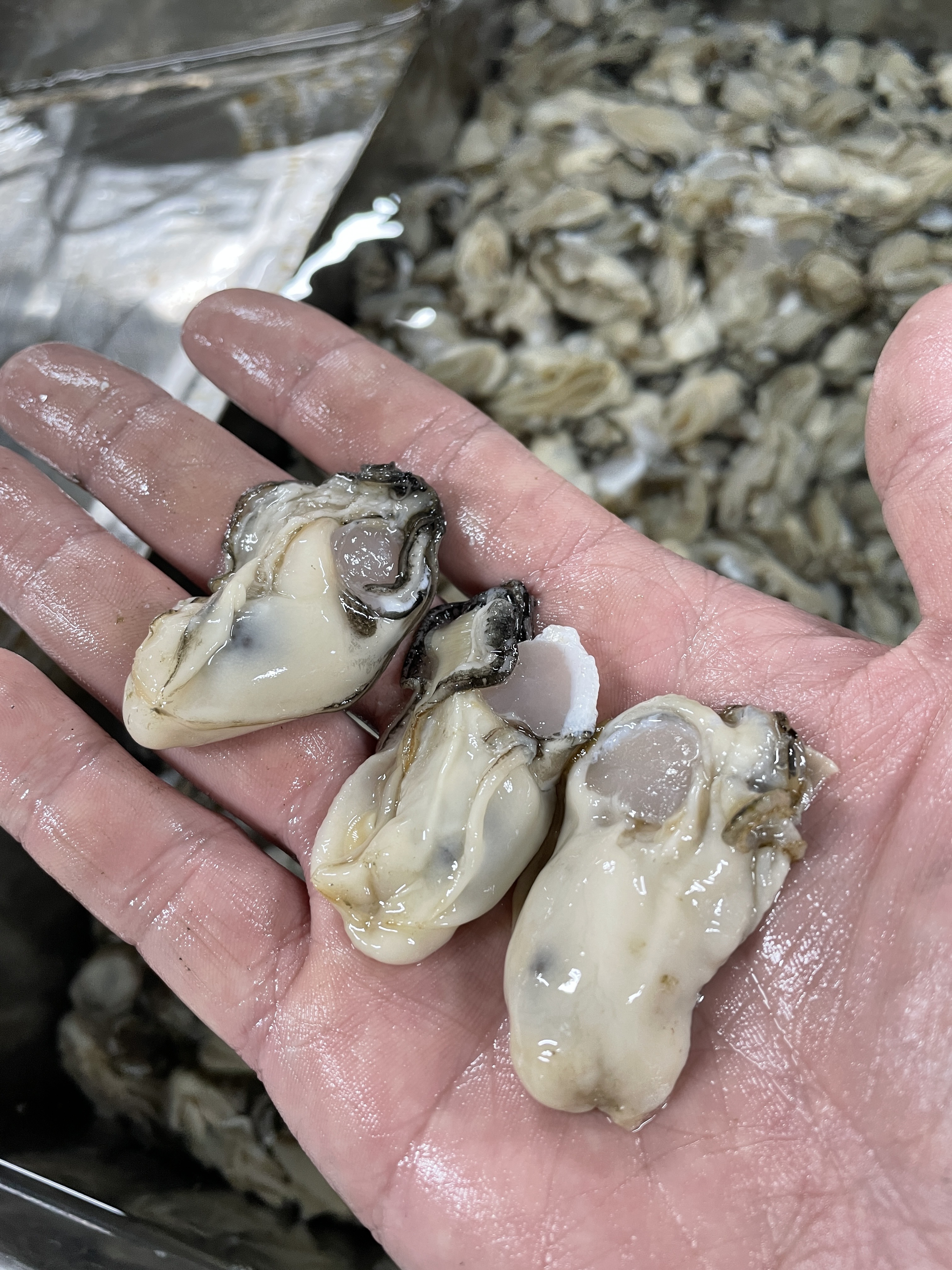 생글생굴 통영 생굴 제철 굴 1kg 하프셀 석화 각굴 냉동굴