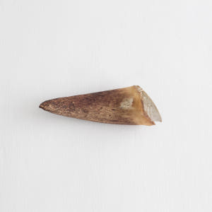 강아지 수제 간식 오래먹는 대형견 뼈간식 한우 소뿔 1P 솔직 후기 | 실제 사용자 리뷰 총정리 - 상품 이미지 4