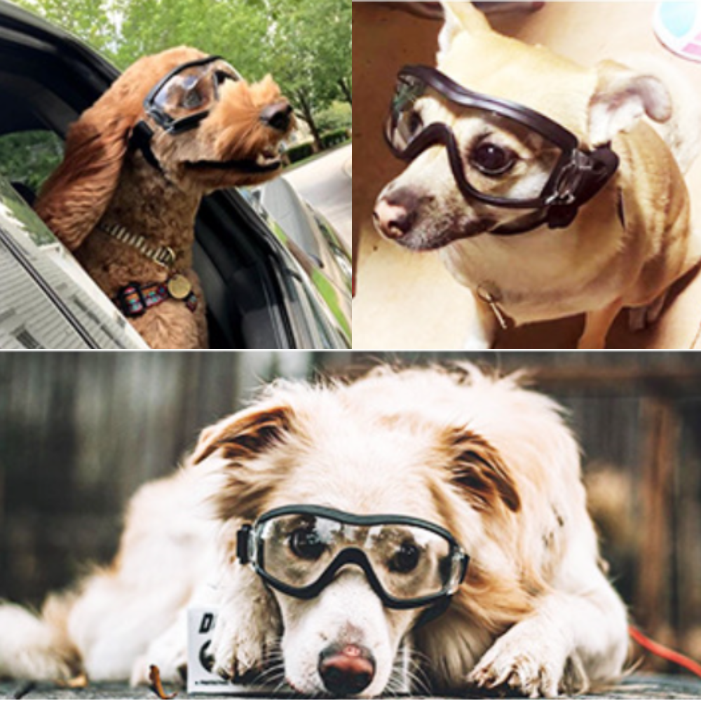 강아지 고글 선글라스 중형견 대형견 UV 차단 제품 이미지