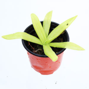 파리지옥 벌레잡이식물 화분 키우기 모기잡는 식충식물 실사용 후기 | 효과 있을까? - 상품 이미지 3