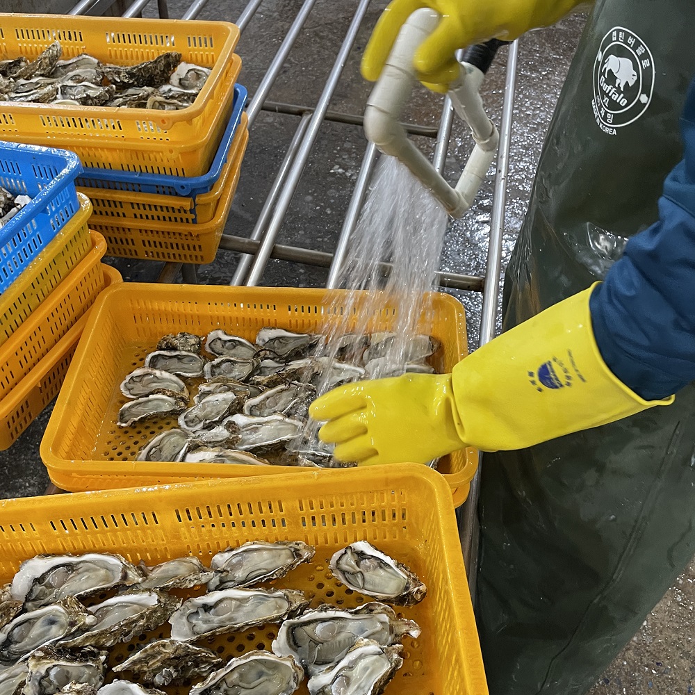 생글생굴 통영 생굴 제철 굴 1kg 하프셀 석화 각굴 냉동굴