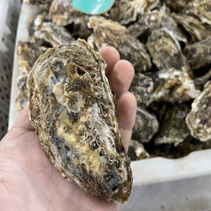 생글생굴 통영 생굴 제철 굴 1kg 하프셀 석화 각굴 냉동굴 맛있게 먹은 솔직 후기 - 상품 이미지 4