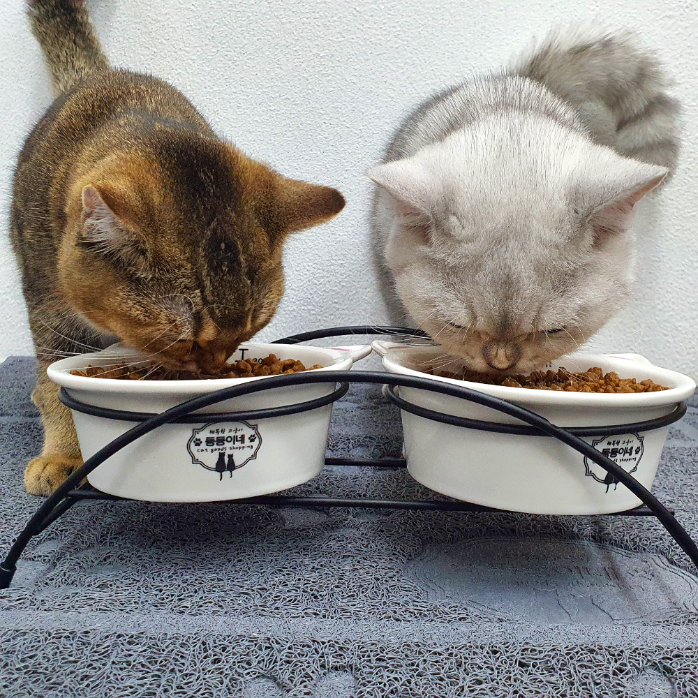 고양이 도자기 밥그릇 물그릇 살균소독 고양이식기