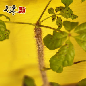 오갈피묘목 토종 오가피나무 실사용 후기 | 효과 있을까? - 상품 이미지 3