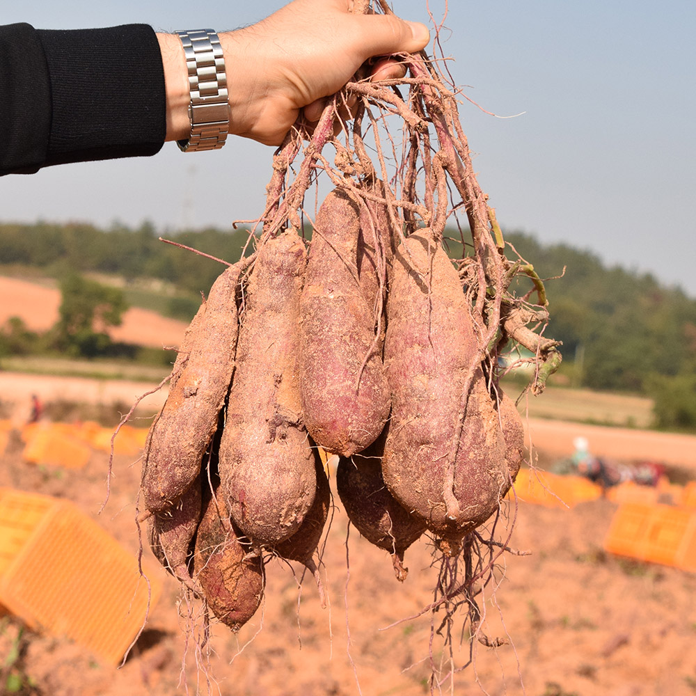 25년 햇수확 해남 꿀고구마 베니하루카 황금 호박 3kg 5kg - 메인 이미지