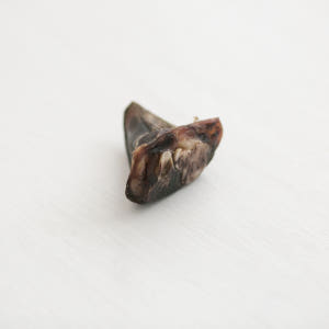 강아지 수제간식 대형견 개껌 소형견 치석제거 소발톱 소발가락, 300g,... 솔직 후기 | 실제 사용자 리뷰 총정리 - 상품 이미지 4