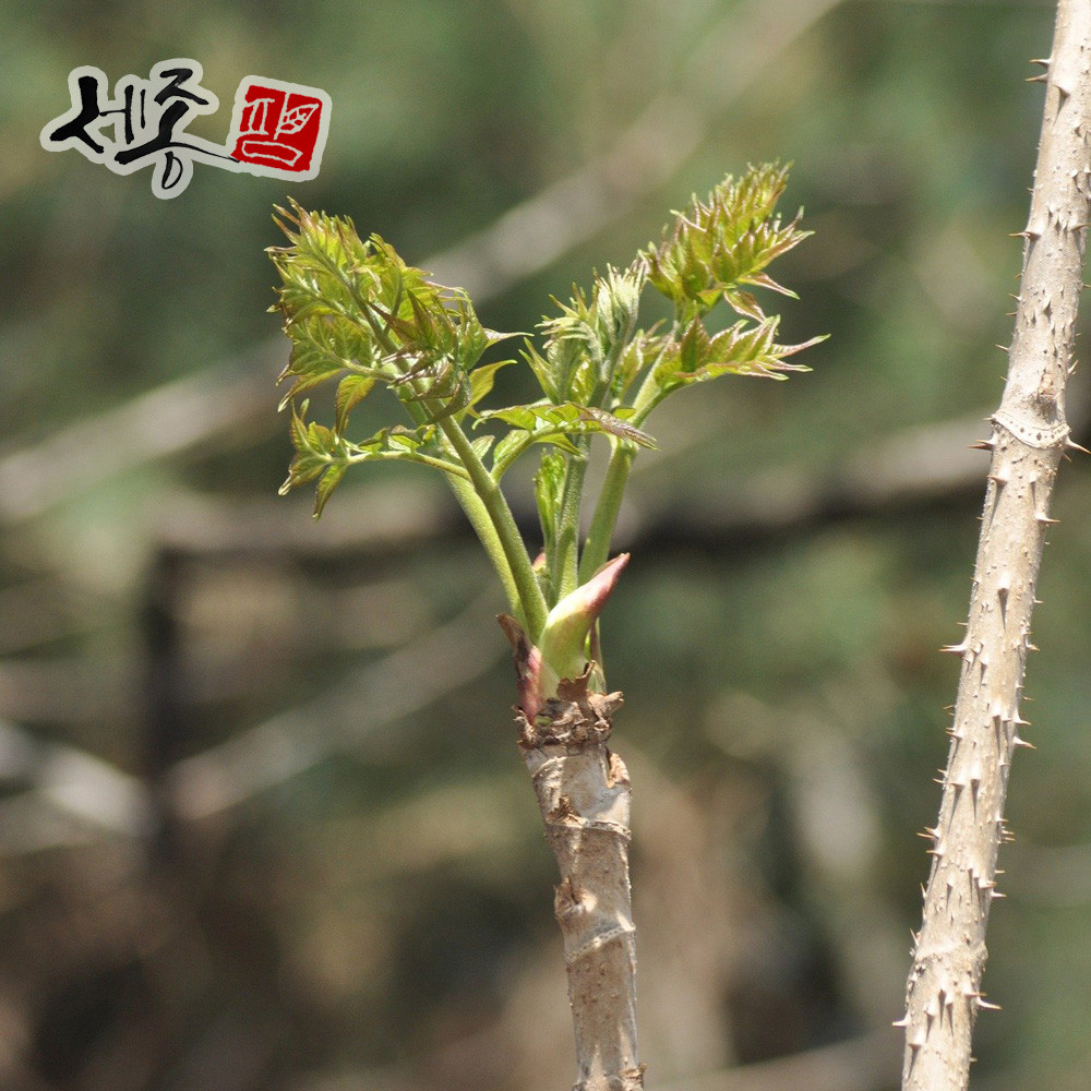참두릅나무 두릅 묘목 실사용 후기 | 효과 있을까? - 대표 이미지
