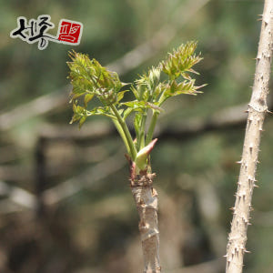 참두릅나무 두릅 묘목 실사용 후기 | 효과 있을까? - 상품 이미지 1