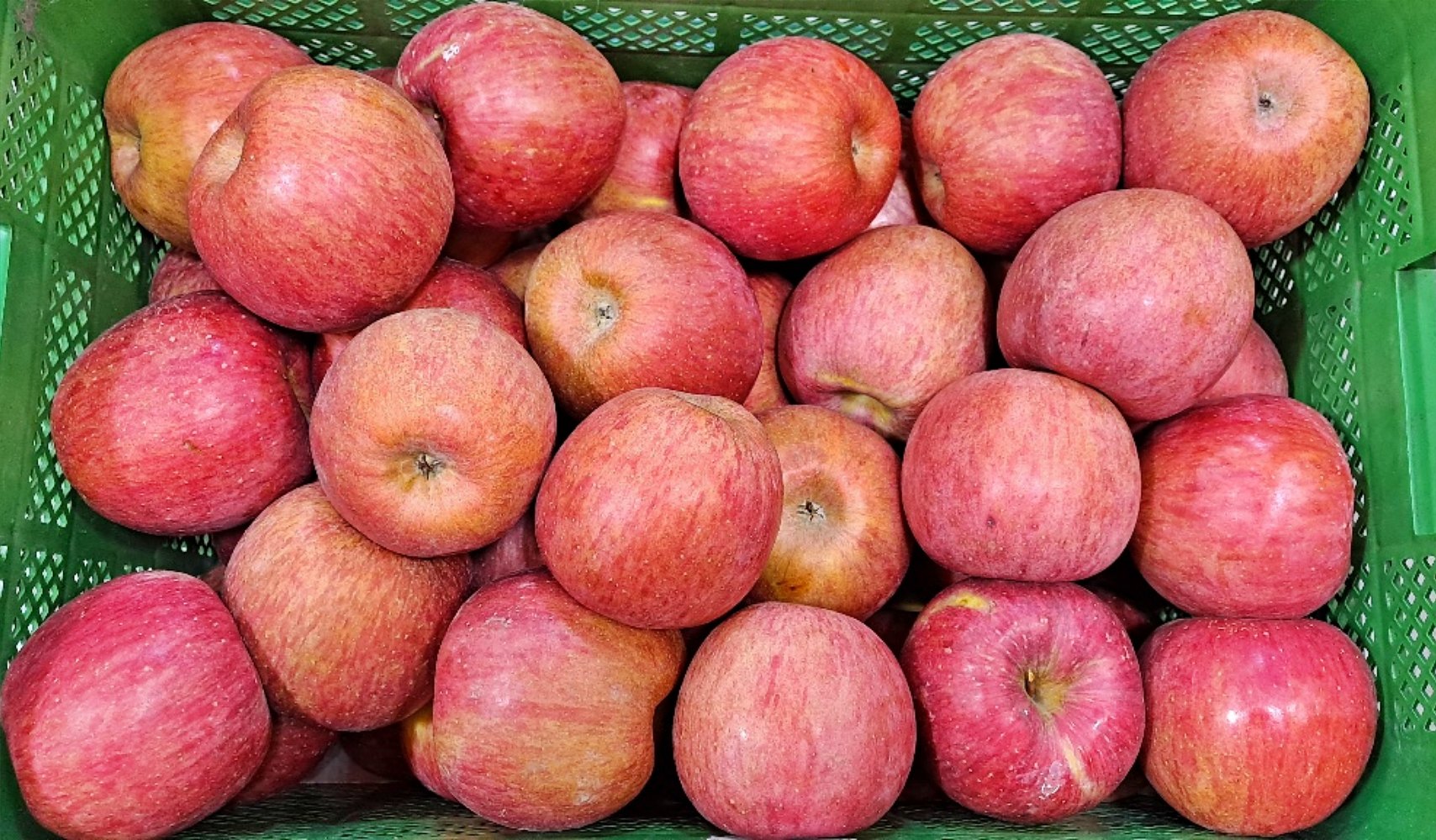 못난이 홍로 사과 5kg 10kg 쥬스용 흠집 가정용 소과 중소과 중과 중대과