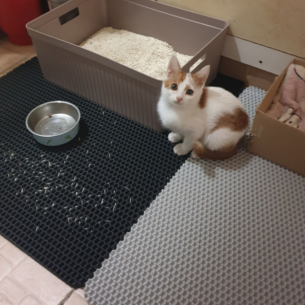 덕진스펀지 고양이 화장실 사막화 모래방지 꿀벌 매트 패드