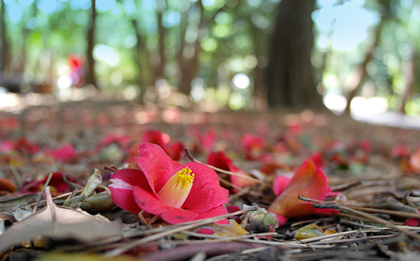 KTX 남해 여수 1박2일 기차여행 코레일 국내 패키지 보리암 오동도 순천만 케이블카 이미지 4