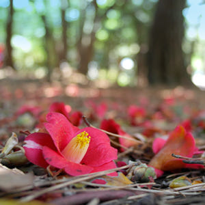 KTX 남해 여수 1박2일 기차여행 코레일 국내 패키지 보리암 오동도 순... 솔직 후기 | 실사용자 리뷰 분석 - 상품 이미지 4