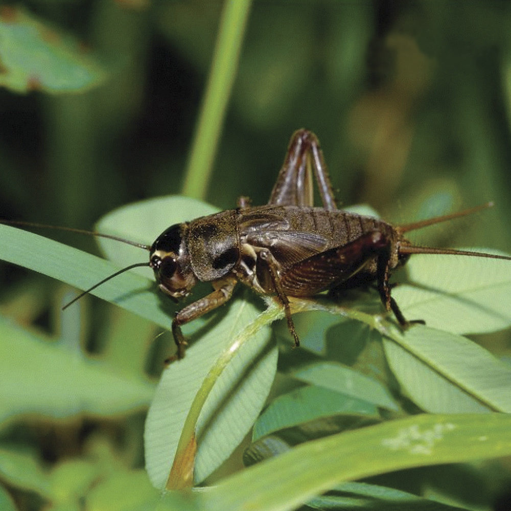 귀뚜라미 쌍별귀뚜라미 먹이용 파충류 도마뱀 플라스틱 핀헤드 50마리 제품 이미지