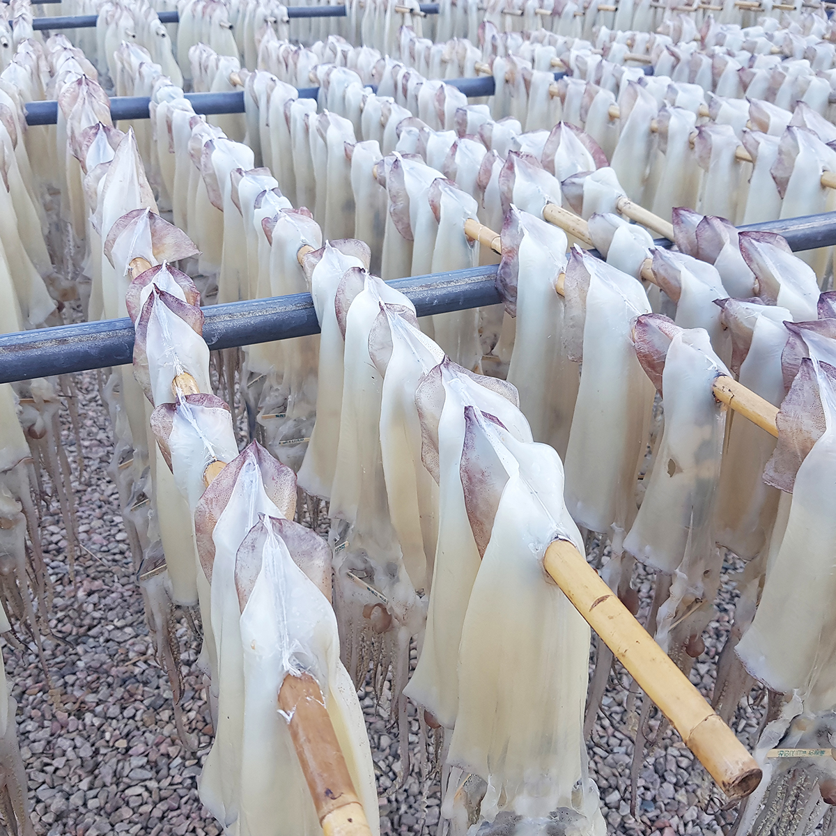 국내산 반건조오징어 반건오징어 피데기 피대기 10마리 약 600g, 1개 - 상세 이미지 5