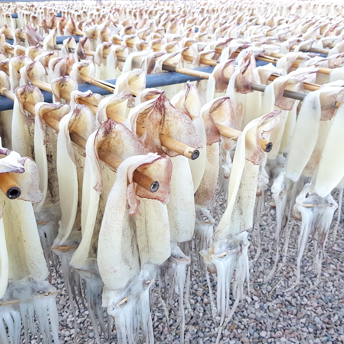 국내산 반건조오징어 반건오징어 피데기 피대기 10마리 약 600g, 1개 - 상세 이미지 4
