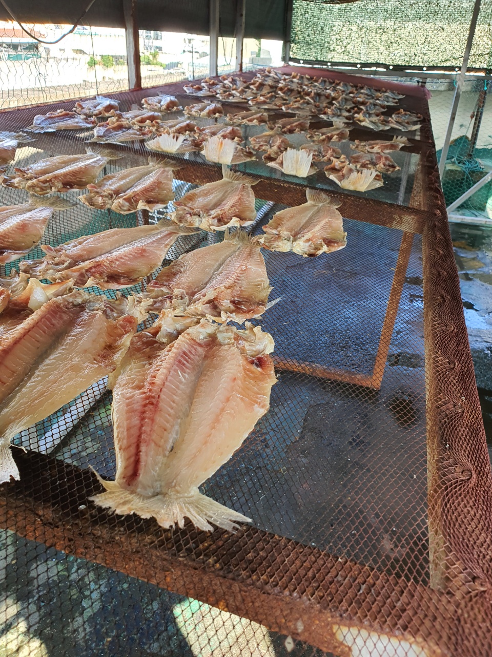 제주 동문시장 수입산 생선 옥돔대 옥두어 대 2kg(8.9마리)옥돔 선물세트 반건조 옥돔구이 - 상세 이미지 2