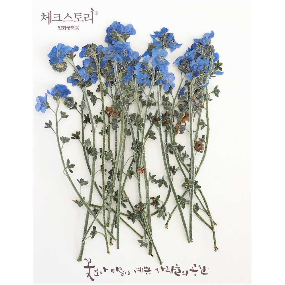 [압화/줄기꽃]물망초줄기-블루(20개) - 상세 이미지 3
