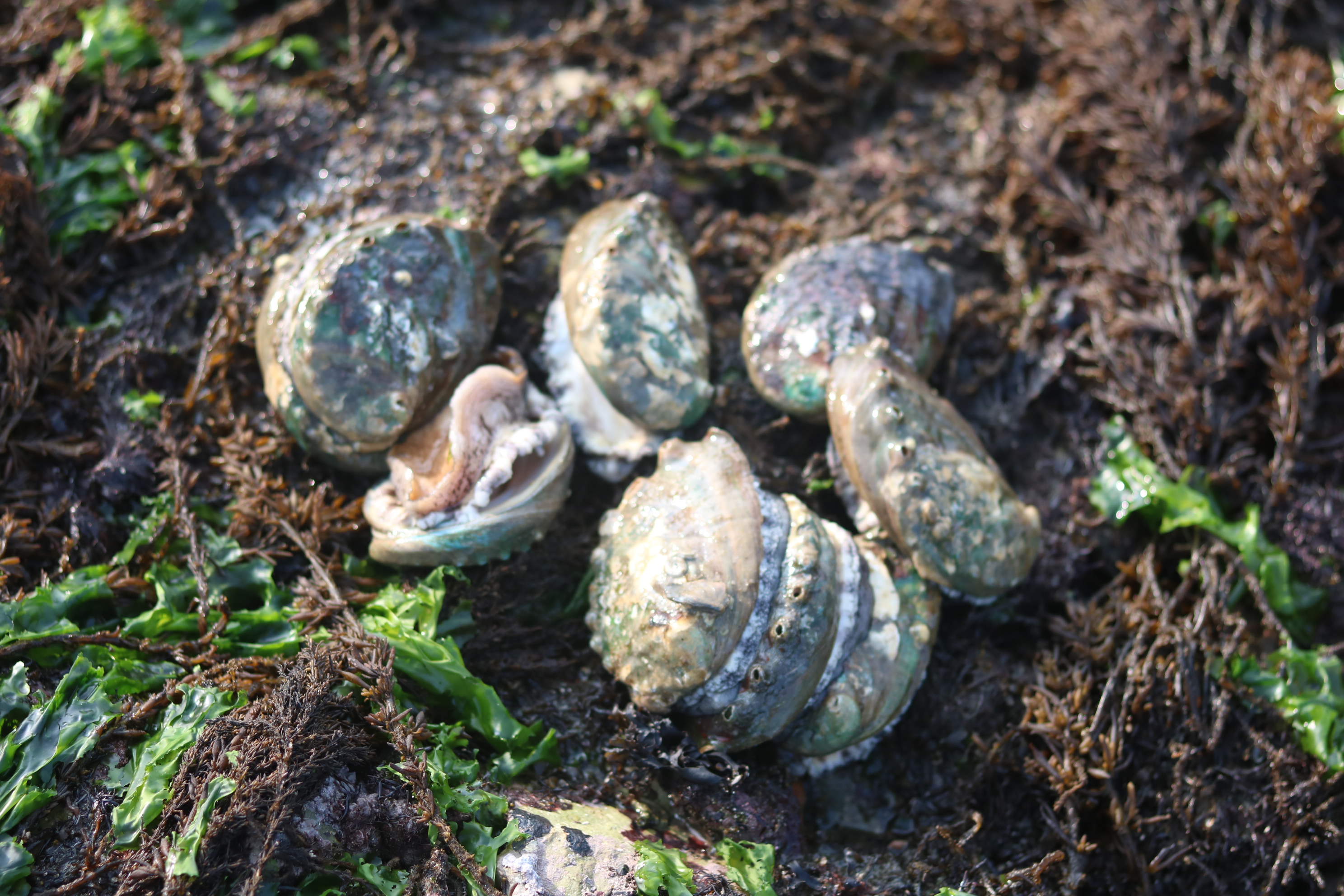 완도 활 전복 1kg 크기 6미부터40마리 특대전복 꼬마전복 선물세트 4남매털보아빠