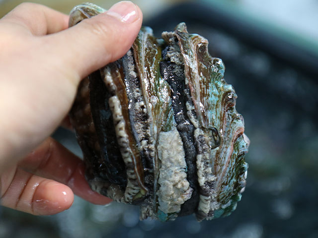 완도 활 전복 1kg 크기 6미부터40마리 특대전복 꼬마전복 선물세트 4남매털보아빠