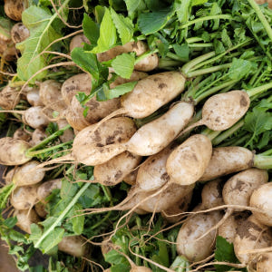 알타리 고랭지 절임알타리 절임알타리무 총각무 알타리절임 5kg 맛있게 먹은 솔직 후기 - 상품 이미지 2