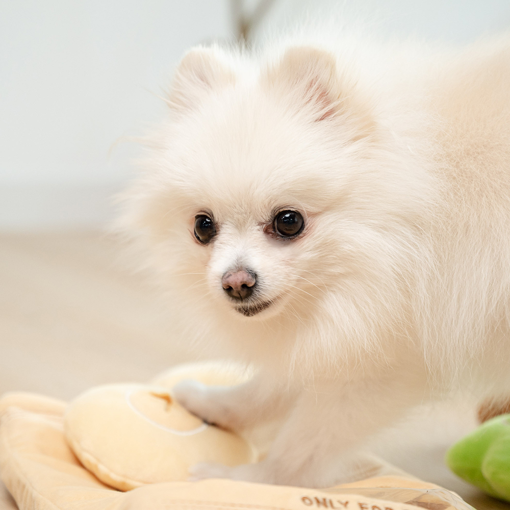 펫트리움 노즈워크 인형 펫버거 강아지 놀이 분리불안해소